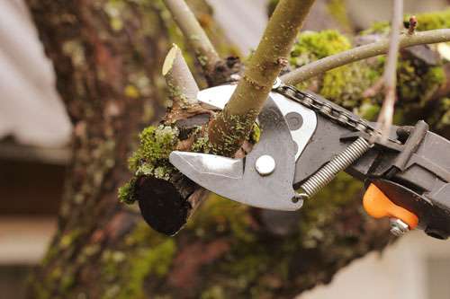 Tree Pruning In Vancouver WA and Camas Washington from Boulder Falls Landscape